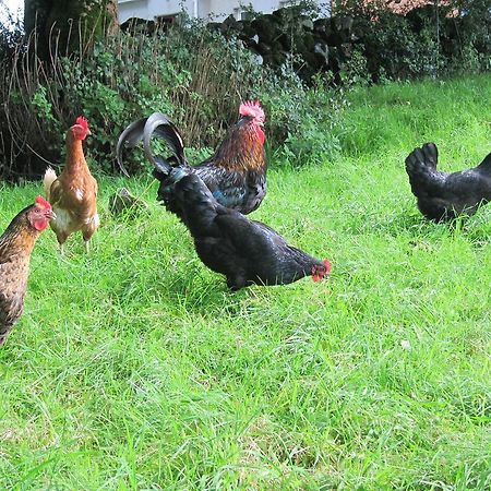 Willa Burren Glamping Kilfenora Zewnętrze zdjęcie