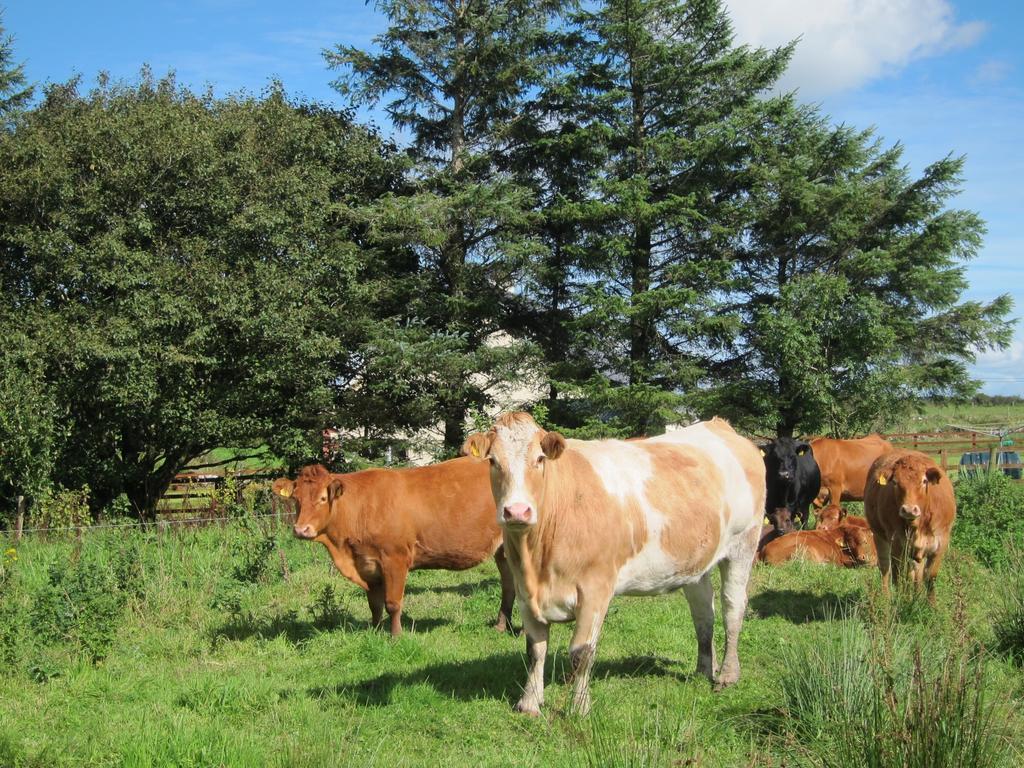 Willa Burren Glamping Kilfenora Zewnętrze zdjęcie